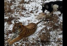 YouTube: tigre siberiano no puede con cabra | VIDEO