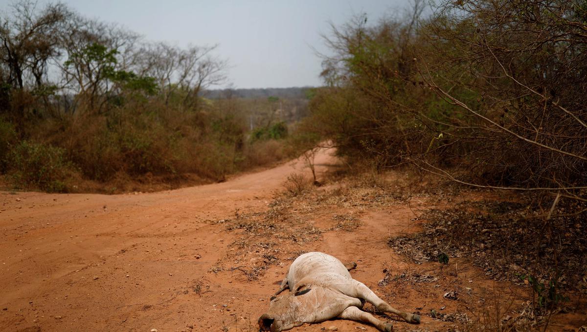 Una vaca muerta en los alrededores de Roboré, una de las zonas más afectadas por los incendios forestales en el este de Bolivia. (Foto: Reuters)