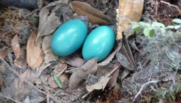 Los llamativos huevos turquesa de los tinamous. Foto: Conservación Amazónica - ACCA