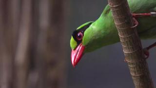 Los pájaros cuyo canto podría llevarlos a la extinción