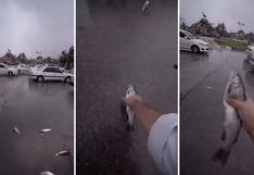 Irán: una “lluvia” de peces cayó del cielo y sorprendió a todos los habitantes