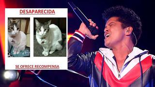 Bruno Mars: si le devuelven gata regalará entrada a concierto