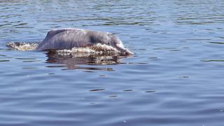 Loreto: delfines de río son monitoreados por satélite para proteger su hábitat [FOTOS Y VIDEO]