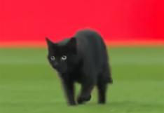Liverpool vs Manchester United: gato negro se paseó en césped de Anfield Road
