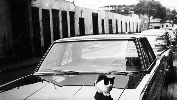 Una rápida revisión en nuestros archivos sirvió para encontrar centenares de imágenes blanco y negro de felinos. Nuestro reportero gráfico escribió: "gato posa sobre auto de lujo". Postal de 1967. Foto: Archivo Histórico El Comercio
