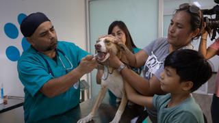 Veterinaria Solidaria de la Municipalidad de Lima brindará servicios de consulta a solo S/ 10 en Comas