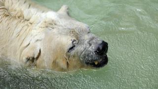 'Arturo', el último oso polar en Argentina, podría ir a Canadá