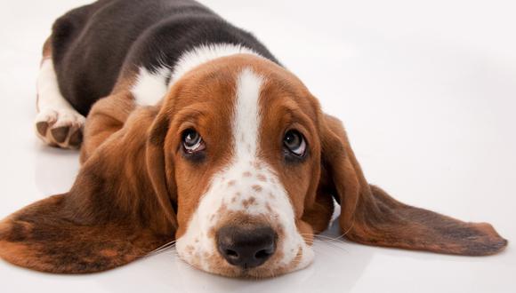 Oídos siempre limpios: cuida la higiene de tu mascota