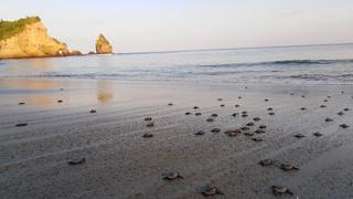 Ecuador: invasores intentan vender lotes en una playa vital para la tortuga carey