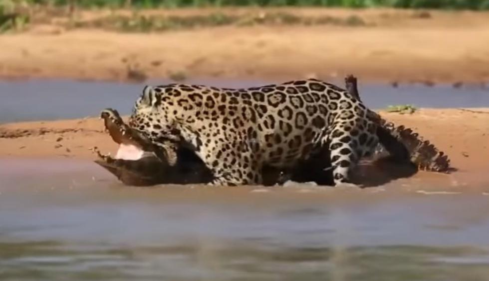 Jaguar y cocodrilo protagonizan pelea nunca antes vista en un río de una  reserva animal | REDES-SOCIALES | EL COMERCIO PERÚ