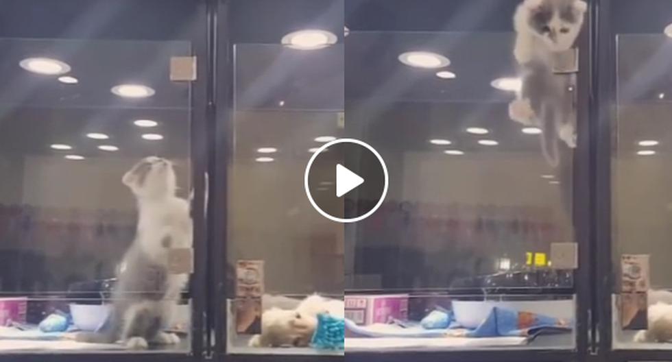 YouTube nos muestra la legendaria escapada por parte de un pequeño gatito que solo quería ver a su amigo perro. (Foto: captura)