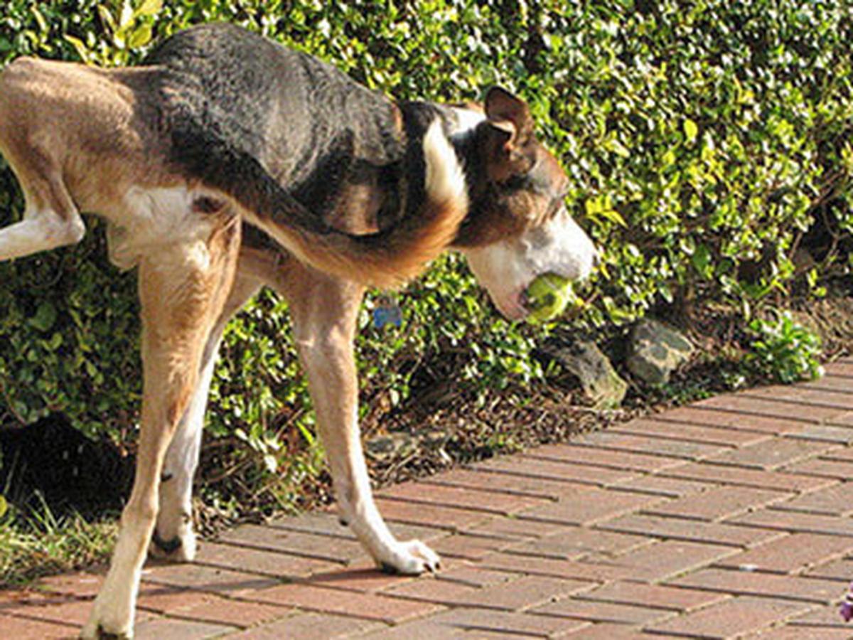 Casa Para Perros Pequeños Para Afuera Exteriores Patio Jardin Limpieza  Facil