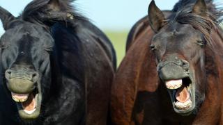 Los caballos y los humanos comparten gestos muy similares