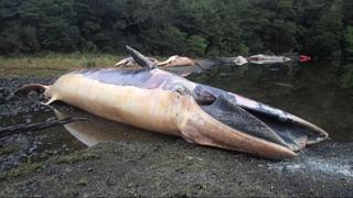 Más de 20 ballenas muertas en sur de Chile