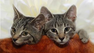 Dos gatos traviesos comparten un divertido momento en el baño