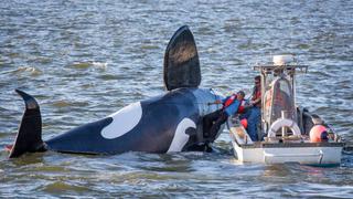 Orca falsa creada para ahuyentar leones marinos naufraga