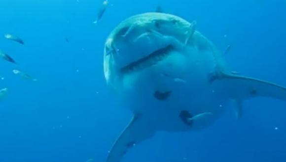 Deep Blue El Tiburón Más Grande Jamás Filmado Video Redes Sociales El Comercio PerÚ