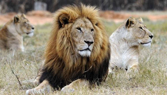 Diputados sudafricanos buscan eliminar la cría de leones destinados a la  caza | HISTORIAS | MAG.