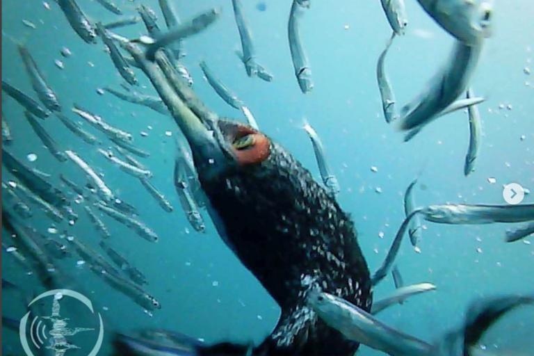 Cormorán Guanay bajo el agua pescando sus presas. Foto: Unidad de investigación de ecosistemas marinos grupo aves marinas de la Universidad Científica del Sur.