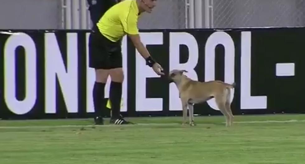 Nadie sabe de donde salió el perrito que se metió al campo de juego para intentar ayuda al Zamora. (Foto: Captura YouTube)