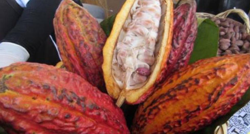 Cada 11 de octubre se celebra el Día del Cacao y el Chocolate peruano. (Foto: Andina)