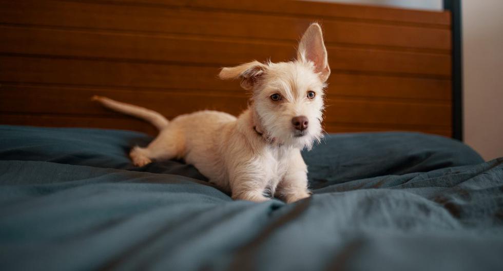 Por qué los perros rascan la cama antes de dormir | Mascotas | México |  Estados Unidos | EEUU | USA | nnda | nnni | RESPUESTAS | MAG.