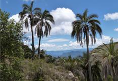 ¿Sabías que la palmera más alta del mundo está en Sudamérica? Puede llegar hasta los 80 metros