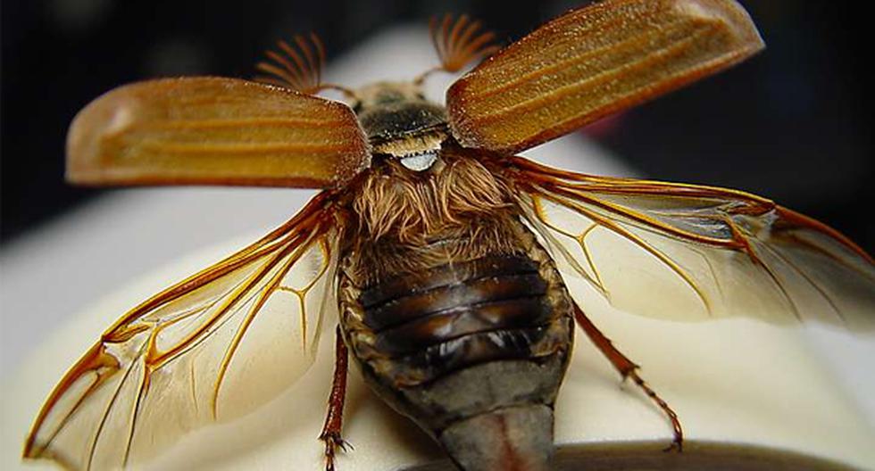 Un grupo de investigadores encontró accidentalmente una nueva especie de escarabajo que no había sido registrada antes. Aquí los detalles. (Foto: wikimedia / Referencial)
