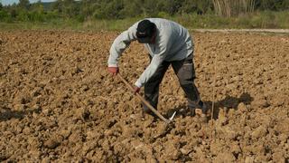 Fertilizantes: Gobierno evalúa nuevo subsidio para agricultores con más de 10 hectáreas