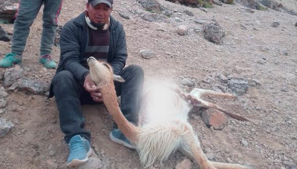 200 vicuñas fueron sacrificadas en  Chumbivilcas por cazadores ilegales. (Foto: Twitter)