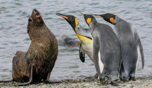 Este concurso de fotografía dedicado a los animales salvajes se lleva a cabo desde el año 2015. (Foto: The Comedy Wildlife Photography Awards)