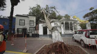 Barranco: árbol que cayó sobre inmueble tenía más de 100 años