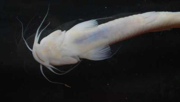 El pez del g&eacute;nero Trichomycterus pertenece a la familia de los bagres. Tiene un cuerpo sin escamas y espinas en la cabeza, inform&oacute; el Sernanp (Foto: Max Hidalgo-Tatiana Peque&ntilde;o)