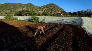 Cuba: el pueblo turístico que ha vuelto a sembrar la tierra ante la ausencia de turistas