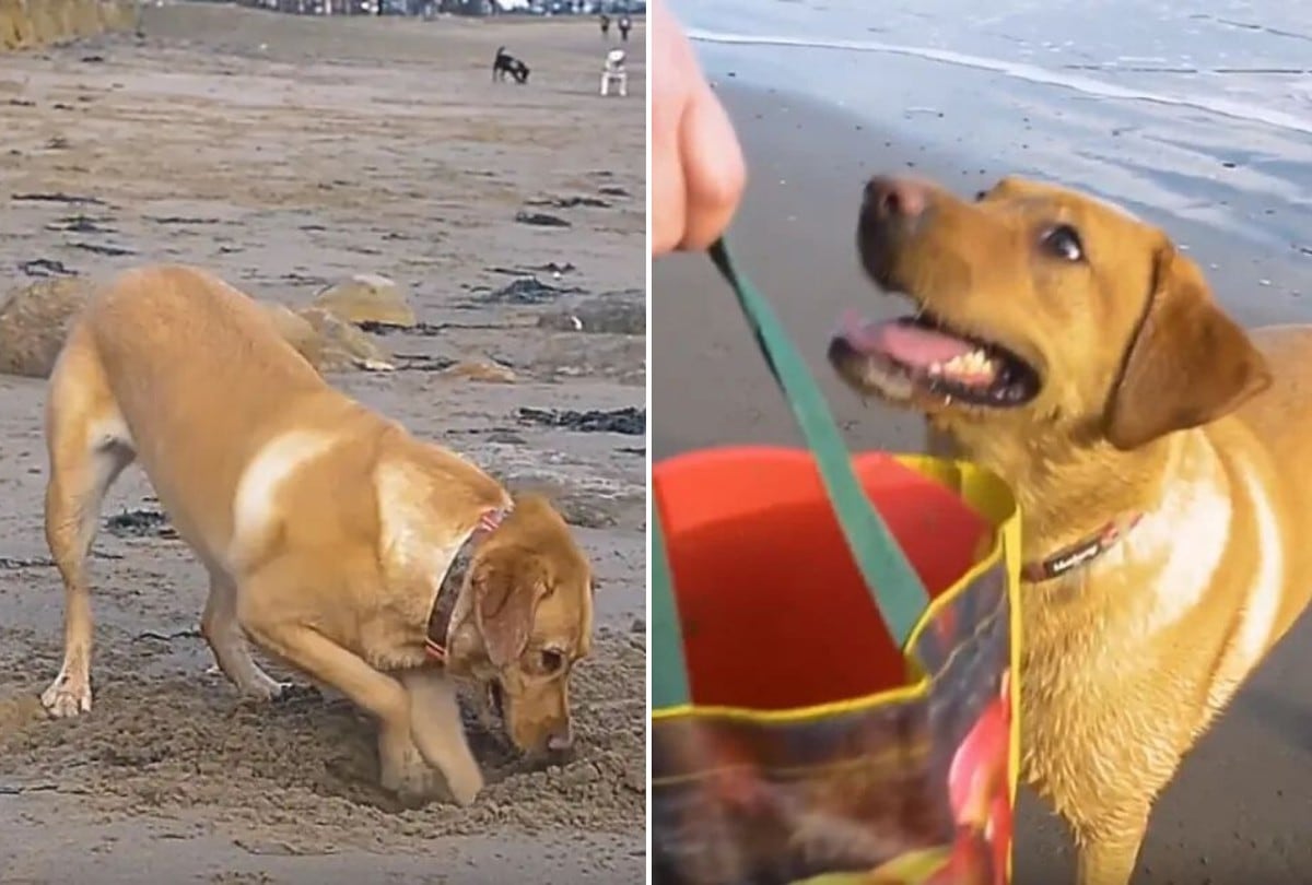 La mascota predica con el ejemplo y ayuda con las tareas de limpieza de la playa recogiendo todos los desechos que pueda. (Foto: SWNS en YouTube)