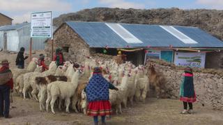 Huancavelica: construyen 275 cobertizos para proteger a más de 27 mil 500 cabezas de ganado