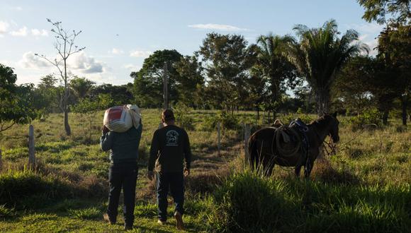 Utilizan la ganadería regenerativa para luchar contra la deforestación en la Amazonía peruana.