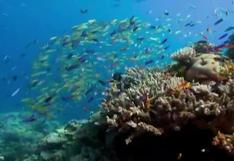 La mitad de los corales de la Gran Barrera desapareció en los últimos 25 años