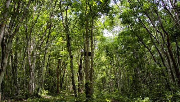 La conservación de bosques por el esquema ARA está ayudando a mantener los flujos de agua de las cuencas y vertientes que abastecen a las comunidades. Foto: Eduardo Franco Berton.