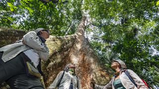 Shihuahuaco: la historia del milenario árbol amazónico y su ruta antes de llegar a un piso en Hong Kong