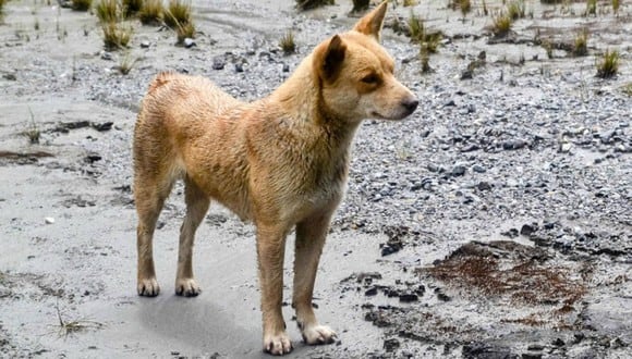La última vez que un perro cantor de Nueva Guinea fue visto en estado salvaje fue en la década de 1970. (Foto: New Guinea Highland Wild Dog Foundation)