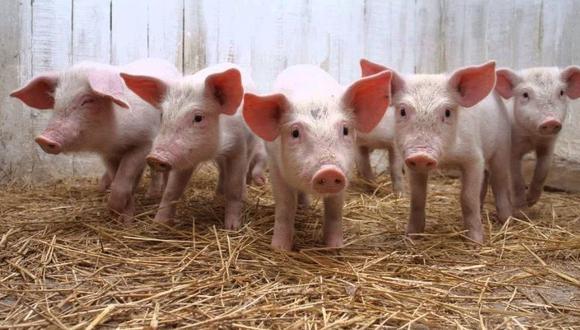 Apurímac: cerdos de Huancarama registran mayor cantidad de parásitos. (Foto: INS)
