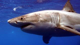 Confirmado: Sin tiburones los peces cambian de forma