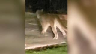 Puma sorprende a chilenos en las calles de Santiago en pleno toque de queda por coronavirus | VIDEO