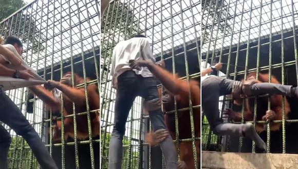 Orangután agarra con todas sus fuerzas a hombre que saltó la barrera en un zoológico de Indonesia. (Captura de video).