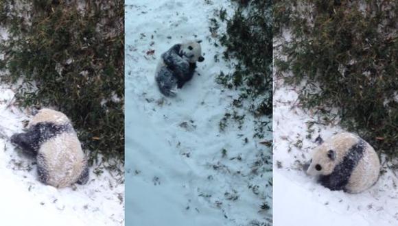 YouTube: un oso panda se emociona al jugar en la nieve (VIDEO)