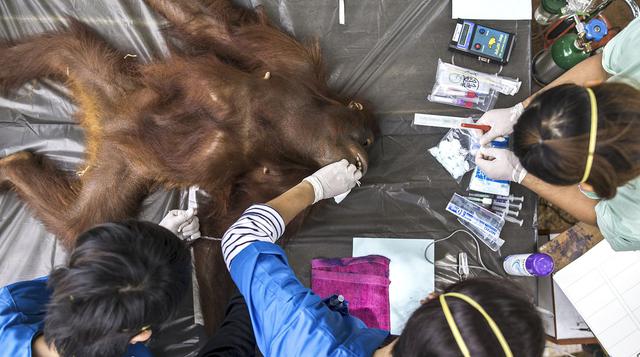 Orangutanes pasan examen médico antes de retornar a Tailandia - 9