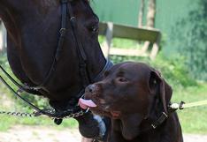 WUF: el ‘abrazo’ entre un perro y un caballo será lo más tierno que verás hoy en las redes 