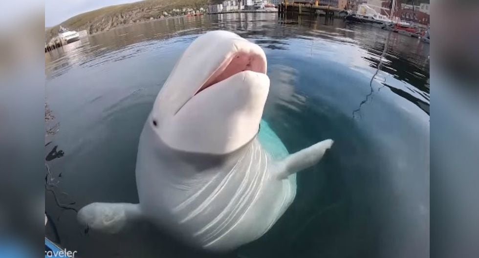 Youtube Viral Beluga Tuvo Tremendo Gesto Con Un Kayakista En