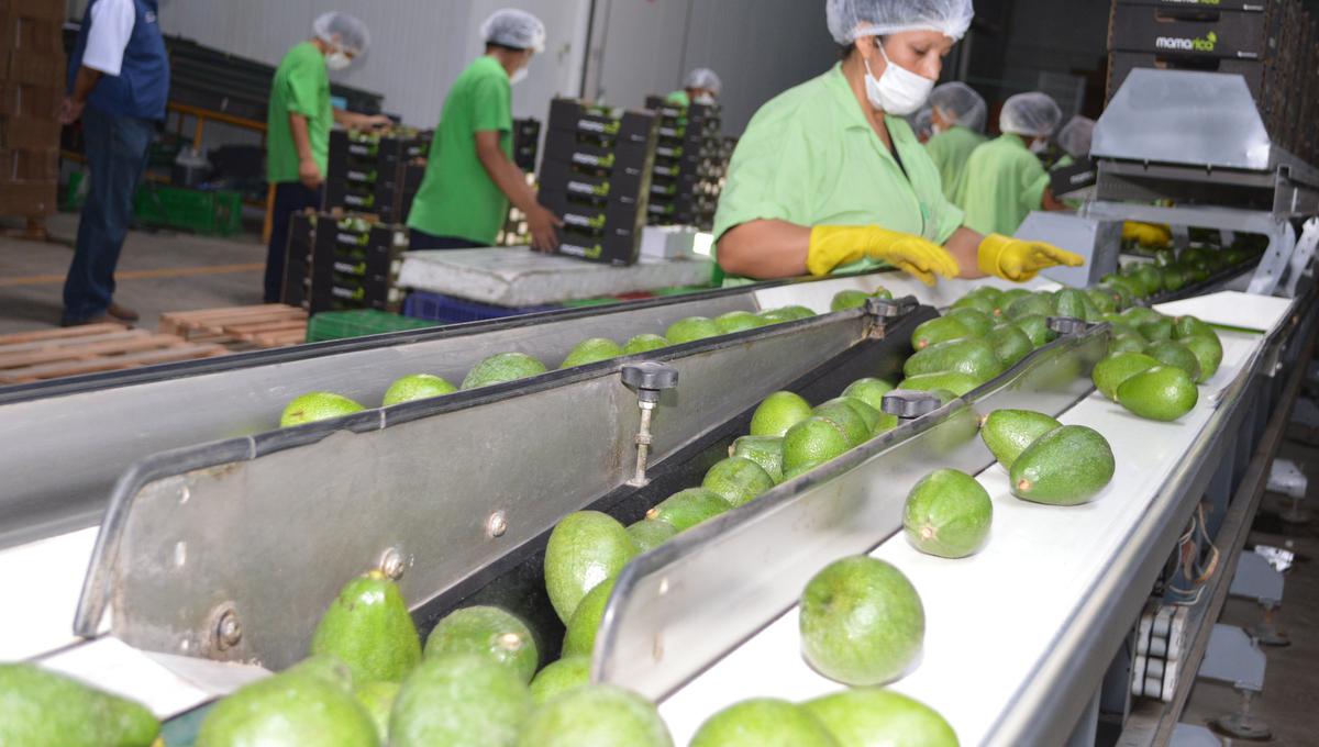 La campaña de palta de este año podría superar en volumen la cifra récord del 2018. (Foto: Andina)